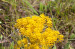 Low pinebarren milkwort